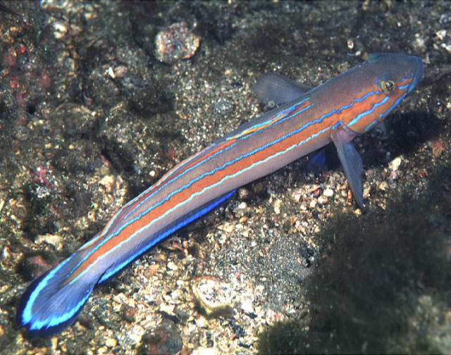 Pterogobius virgo